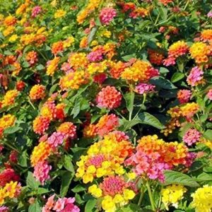 4 Lantana Live Plants, Pink Orange Yellow, 4-7 Inches Tall, Outdoor - Image 3