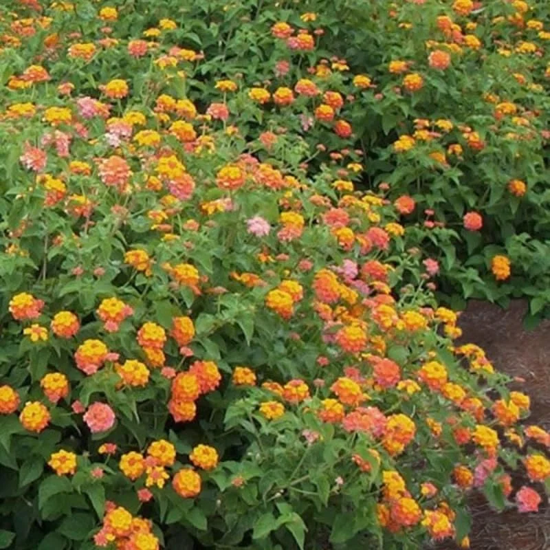 4 Lantana Live Plants, Pink Orange Yellow, 4-7 Inches Tall, Outdoor - Image 4