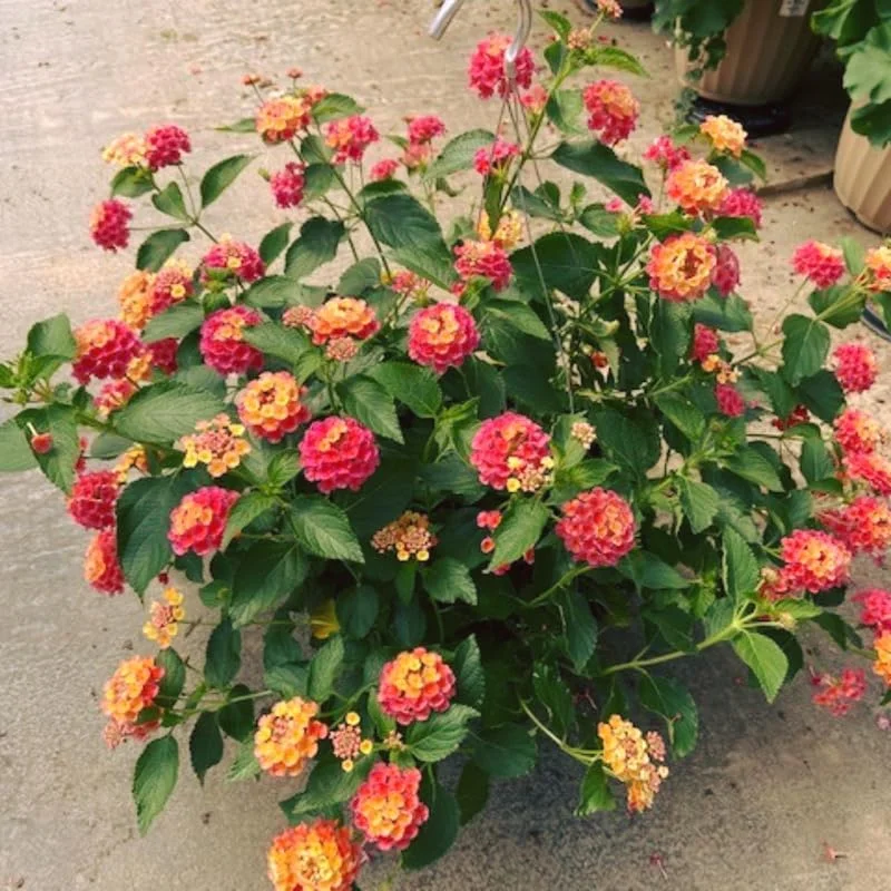 4 Lantana Live Plants, Pink Orange Yellow, 4-7 Inches Tall, Outdoor - Image 5