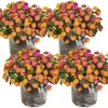 4 Lantana Live Plants, Pink Orange Yellow, 4-7 Inches Tall, Hardy Annual Flower, Outdoor - Image 1