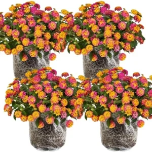 4 Lantana Live Plants, Pink Orange Yellow, 4-7 Inches Tall, Outdoor - Image 1