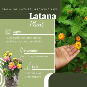 4 Lantana Live Plants, Pink Yellow, 4-7 Inches Tall, Hardy Annual Flower Plant - Image 2
