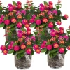 4 Lantana Plants Live, Pink Yellow, 4-7 inches tall, Hardy Outdoor Flower Plant - Image 1