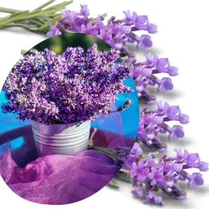 4 Lavender Live Starter Plants 4-6