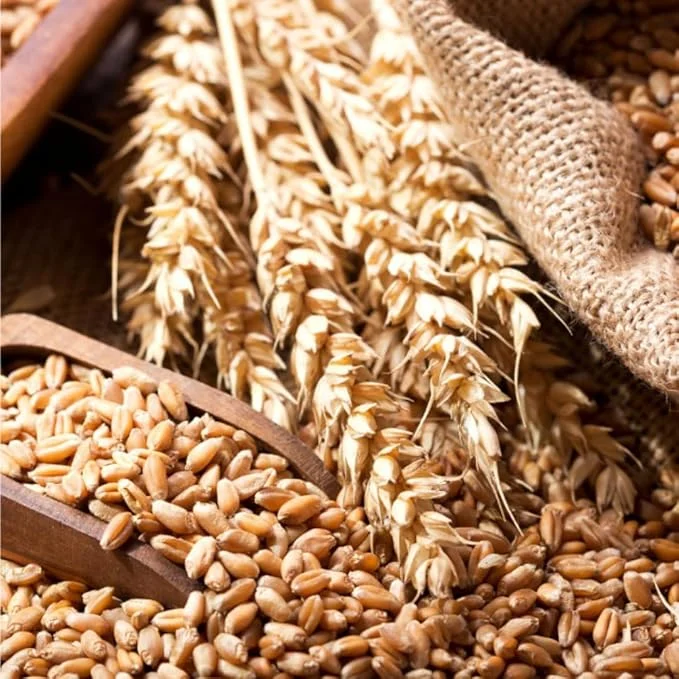 4 Lb Rye Grass Seeds for Lawn & Cover Crop - Fast Growing Cool Season Grass - Image 7