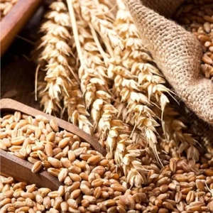 4 Lb Rye Grass Seeds for Lawn & Cover Crop - Fast Growing Cool Season Grass - Image 1