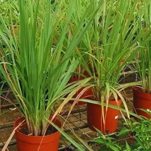 4 Lemongrass Live Plants - 10 Inches Tall, Well-Rooted Herb Plant for Garden - Image 5