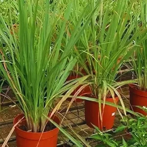 4 Lemongrass Live Plants - 10 Inches Tall, Well-Rooted Herb Plant for Garden - Image 7