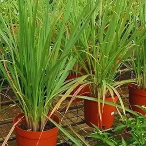 4 Lemongrass Live Plants - 10 Inches Tall, Well-Rooted Herb Plant for Garden - Image 1