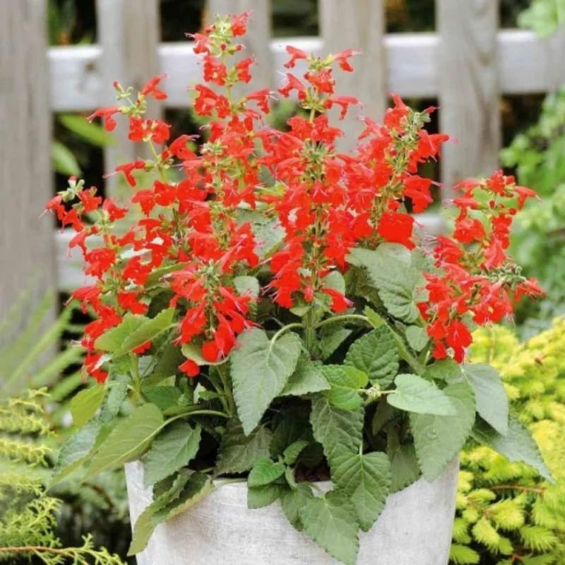 4 Mexican Salvia Sage Live Plants, 4-6" Tall, Fast Growing Perennial Shrubs - Image 10