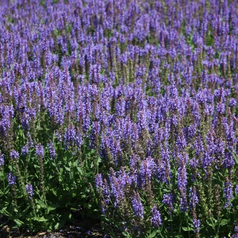4 Mexican Salvia Sage Live Plants, 4-6" Tall, Fast Growing Perennial Shrubs - Image 13