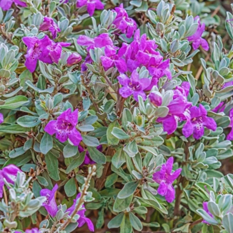 4 Mexican Salvia Sage Live Plants, 4-6" Tall, Fast Growing Perennial Shrubs - Image 14