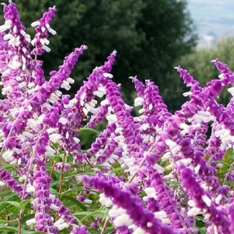 4 Mexican Salvia Sage Live Plants, 4-6" Tall, Fast Growing Perennial Shrubs - Image 15