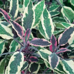4 Mexican Salvia Sage Live Plants, 4-6