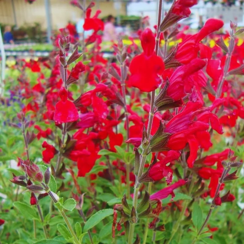 4 Mexican Salvia Sage Live Plants, 4-6" Tall, Fast Growing Perennial Shrubs - Image 2