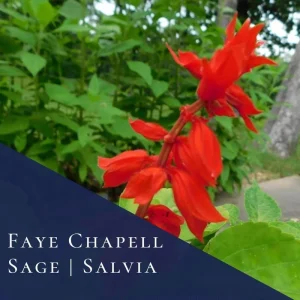 4 Mexican Salvia Sage Live Plants, 4-6