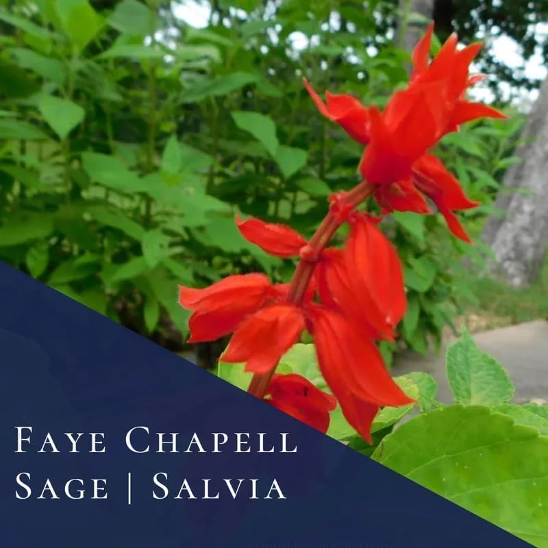 4 Mexican Salvia Sage Live Plants, 4-6" Tall, Fast Growing Perennial Shrubs - Image 4