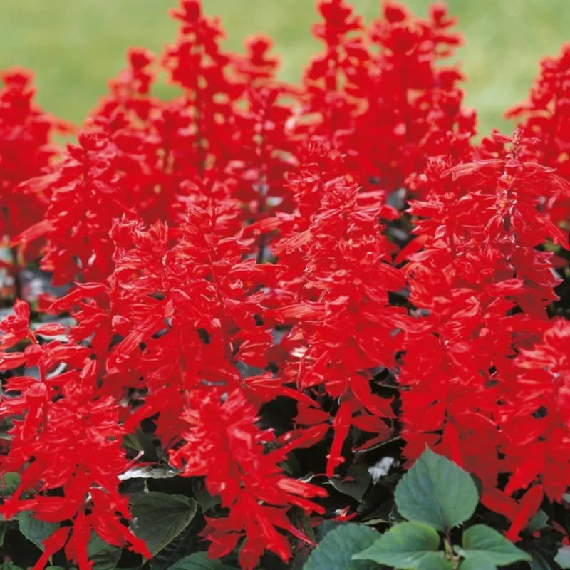 4 Mexican Salvia Sage Live Plants, 4-6" Tall, Fast Growing Perennial Shrubs - Image 5