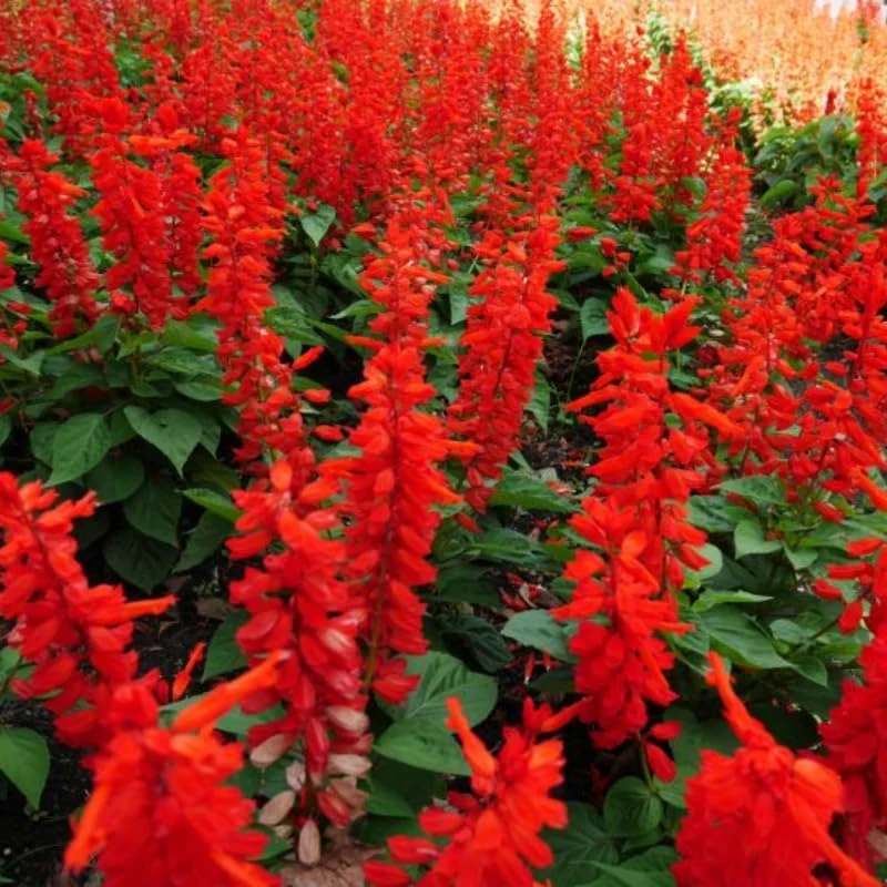 4 Mexican Salvia Sage Live Plants, 4-6" Tall, Fast Growing Perennial Shrubs - Image 6