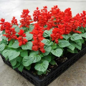 4 Mexican Salvia Sage Live Plants, 4-6