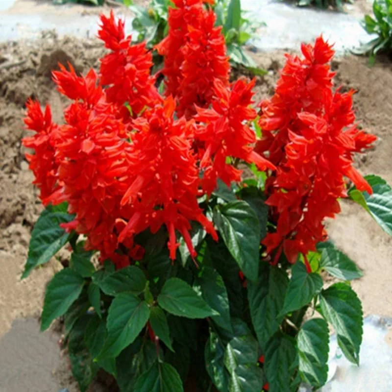 4 Mexican Salvia Sage Live Plants, 4-6" Tall, Fast Growing Perennial Shrubs - Image 8