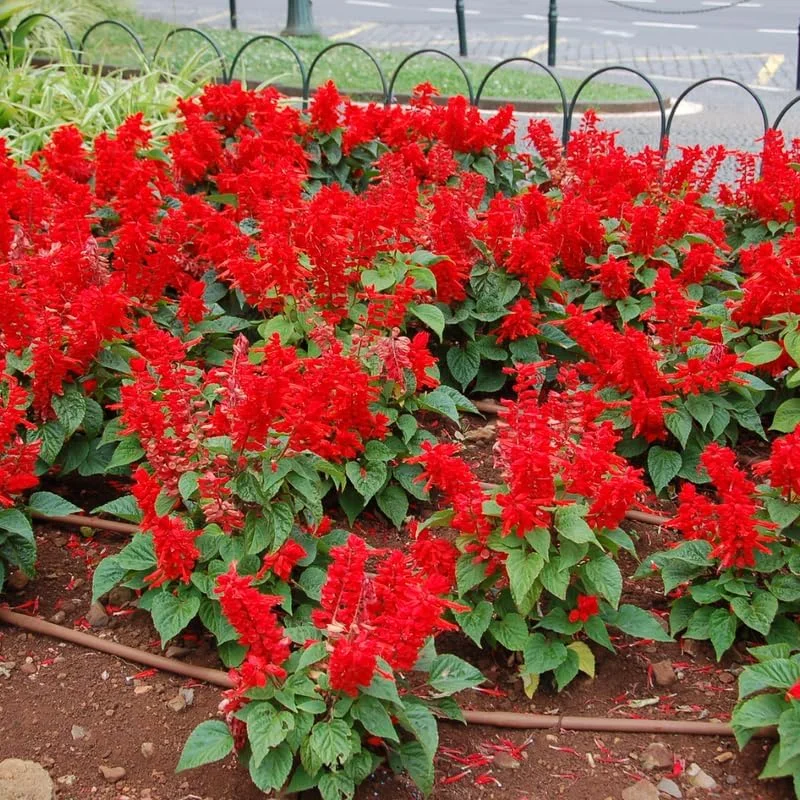 4 Mexican Salvia Sage Live Plants, 4-6" Tall, Fast Growing Perennial Shrubs - Image 9