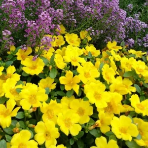 4 Mix Moss Rose Live Plants, Portulaca Ground Cover Flowers, 4-6 Inch Tall - Image 4