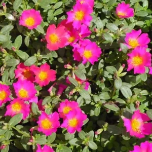 4 Mix Moss Rose Live Plants – Portulaca Ground Cover Flowers – 4-6 Inch Tall – Garden or Containers - Image 7
