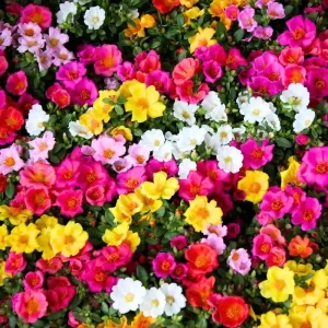 4 Mix Moss Rose Live Plants – Portulaca Ground Cover Flowers – 4-6 Inch Tall – Garden or Containers - Image 8