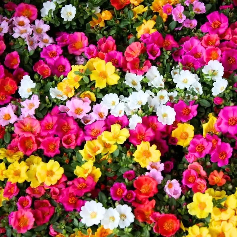 4 Mix Moss Rose Live Plants – Portulaca Ground Cover Flowers – 4-6 Inch Tall – Garden or Containers - Image 8