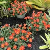 4 Mix Moss Rose Live Plants, Portulaca Ground Cover Flowers, 4-6 Inch Tall - Image 1