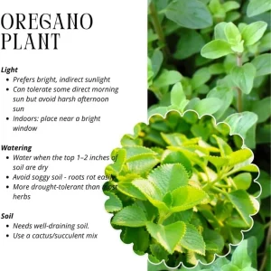 4 Mix Oregano Live Plants 4-6