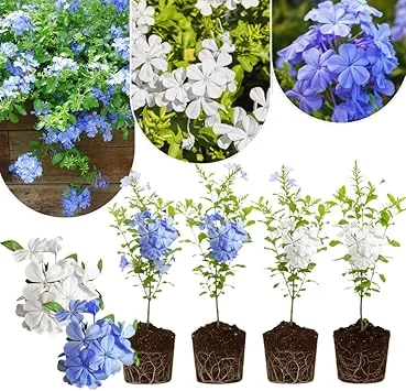 4 Mix Plumbago Live Plants, 4-7 inches Tall, Tropical White Flowering Shrub - Image 3