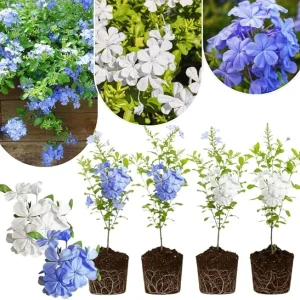 4 Mix Plumbago Live Plants, 4-7 inches Tall, Tropical White Flowering Shrub - Image 1