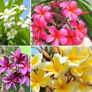 4 Mix Plumeria Cuttings 12 Inch - Live Tropical Frangipani Plant for Outdoor Growing - Image 4