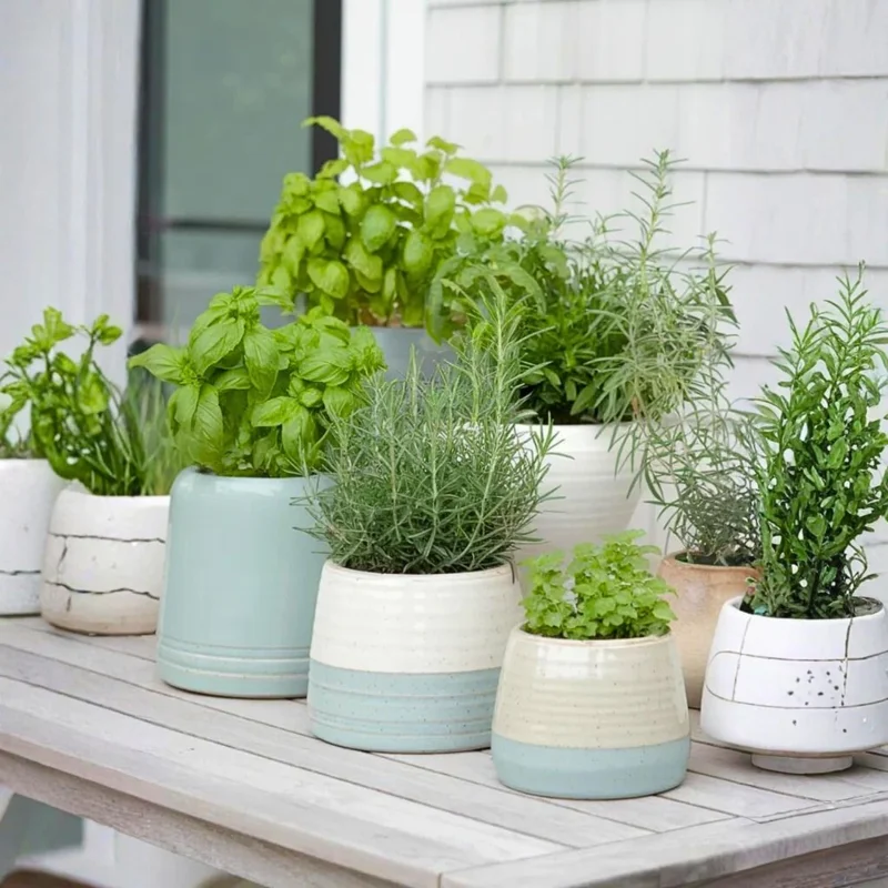 4 Mixed Herb Live Plants Assortment 4-8'' Tall - Lemon Balm, Mint, Rosemary, Edible & Fragrant for Indoor/Outdoor Gardens - Image 2