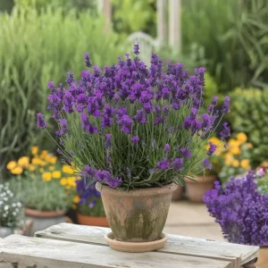 4 Mixed Herb Live Plants Assortment 4-8'' Tall - Lemon Balm, Mint, Rosemary, Edible & Fragrant for Indoor/Outdoor Gardens - Image 5