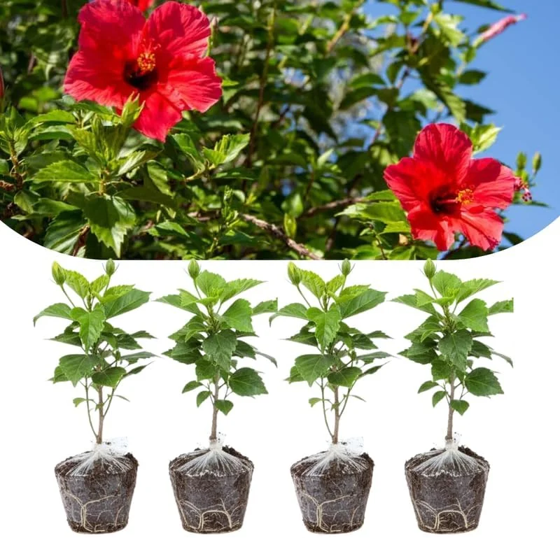 4 Mixed Hibiscus Plants Live - Tropical Flowering Shrubs, 4-8" Tall, Cold Hardy - Image 10