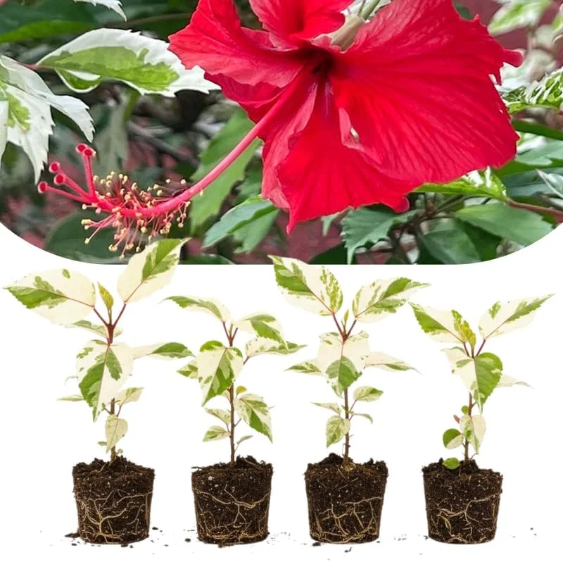 4 Mixed Hibiscus Plants Live - Tropical Flowering Shrubs, 4-8" Tall, Cold Hardy - Image 1