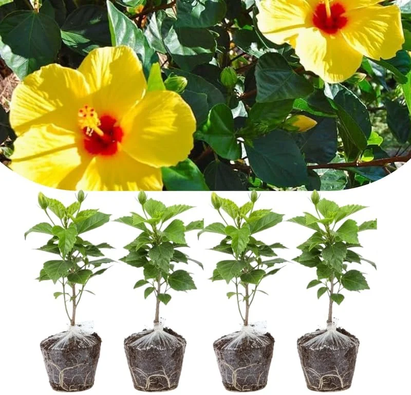 4 Mixed Hibiscus Plants Live - Tropical Flowering Shrubs, 4-8" Tall, Cold Hardy - Image 2
