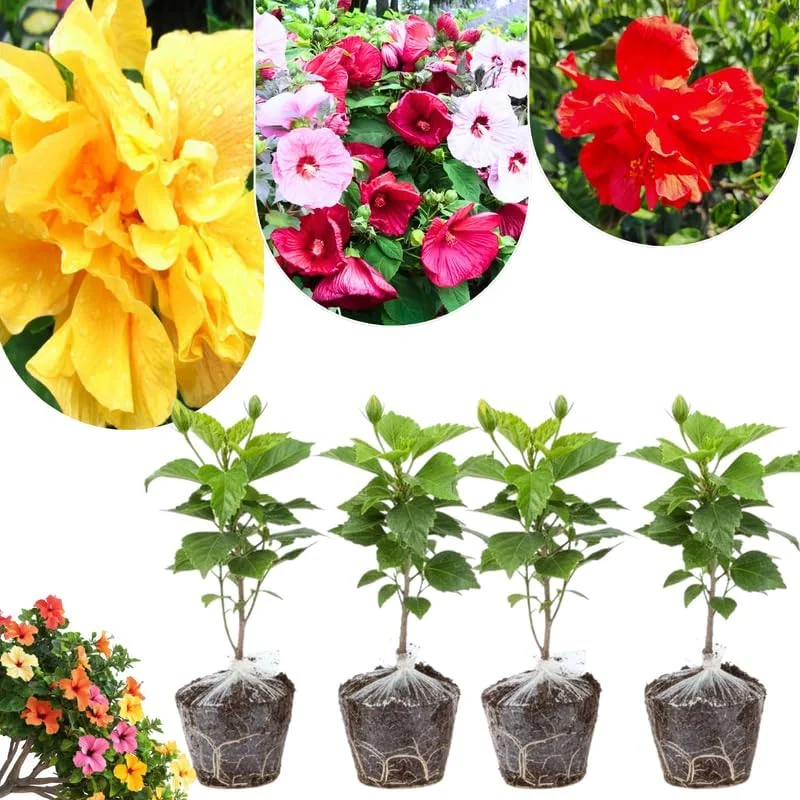 4 Mixed Hibiscus Plants Live - Tropical Flowering Shrubs, 4-8" Tall, Cold Hardy - Image 3