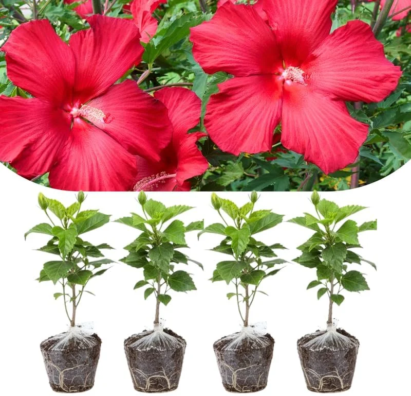 4 Mixed Hibiscus Plants Live - Tropical Flowering Shrubs, 4-8" Tall, Cold Hardy - Image 5
