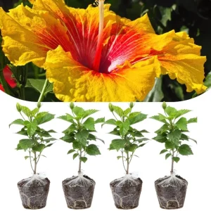 4 Mixed Hibiscus Plants Live - Tropical Flowering Shrubs, 4-8