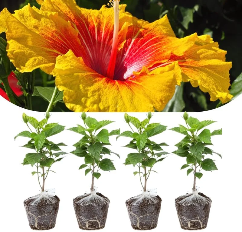 4 Mixed Hibiscus Plants Live - Tropical Flowering Shrubs, 4-8" Tall, Cold Hardy - Image 7