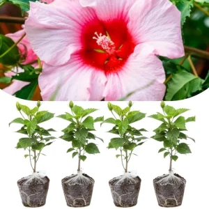 4 Mixed Hibiscus Plants Live - Tropical Flowering Shrubs, 4-8