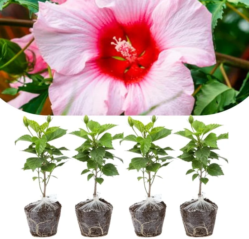 4 Mixed Hibiscus Plants Live - Tropical Flowering Shrubs, 4-8" Tall, Cold Hardy - Image 8