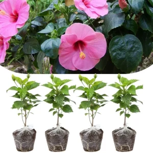4 Mixed Hibiscus Plants Live - Tropical Flowering Shrubs, 4-8