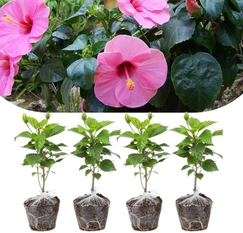 4 Mixed Hibiscus Plants Live - Tropical Flowering Shrubs, 4-8" Tall, Cold Hardy - Image 9