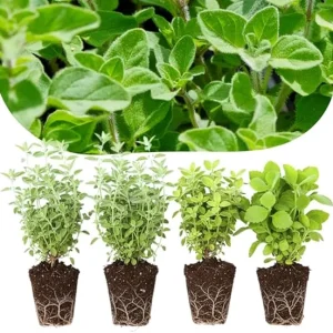 4 Mixed Oregano Live Plants, 4-6 Inches Tall, Culinary Herb for Indoor/Outdoor - Image 3