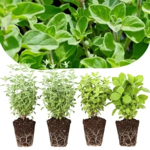 4 Mixed Oregano Live Plants, 4-6 Inches Tall, Culinary Herb for Indoor/Outdoor - Image 5